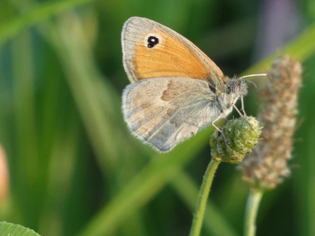 Coenonympha pamphilus - kis szénalepke