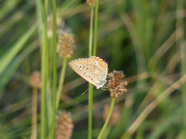 Polyommatus icarus - közönséges boglárka