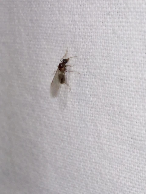Lasius