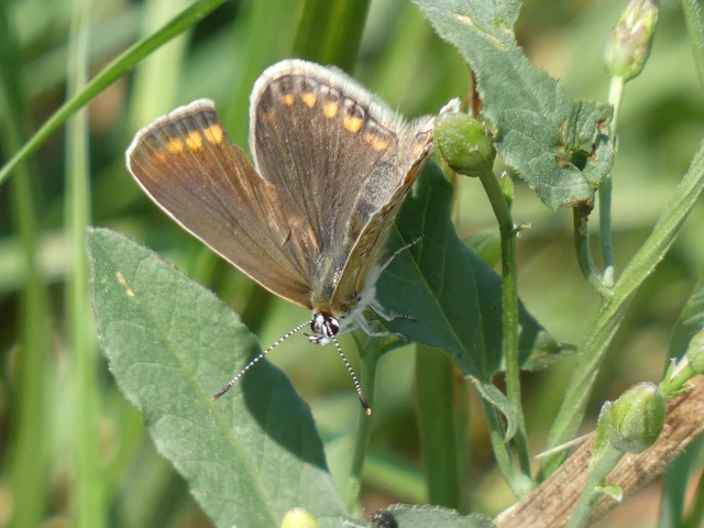 Polyommatus icarus - közönséges boglárka