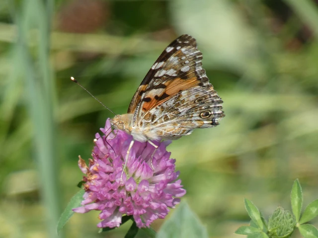 Vanessa cardui - bogáncslepke