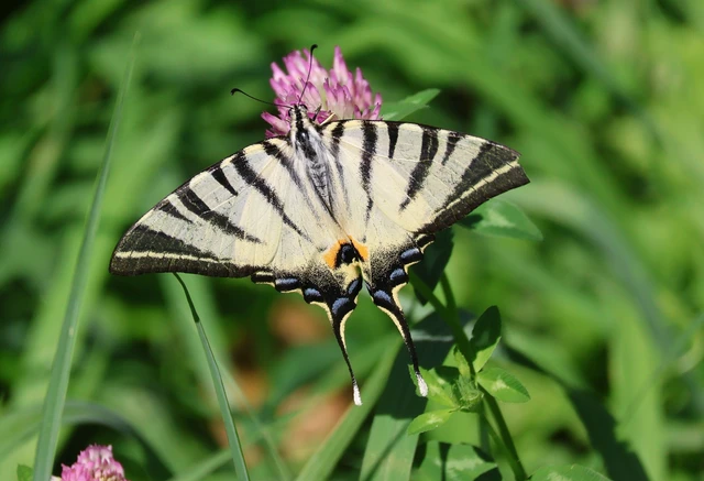 Iphiclides podalirius - kardoslepke