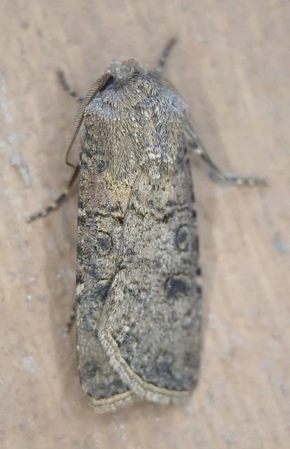Agrotis segetum - vetési földibagoly