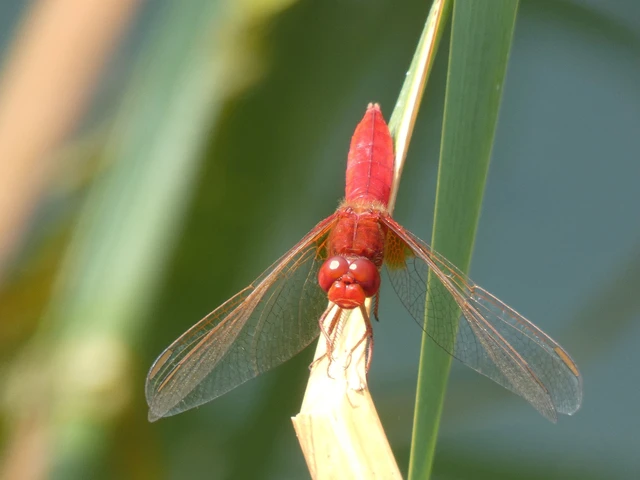 Crocothemis erythraea - skarlát szitakötő Crocothemis erythraea - skarlát szitakötő