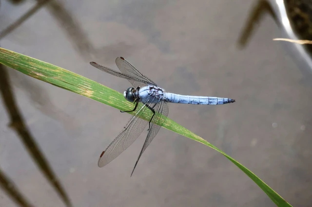 Orthetrum brunneum - pataki pásztorszitakötő Orthetrum brunneum - pataki pásztorszitakötő