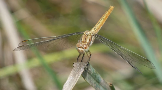 Orthetrum brunneum - pataki pásztorszitakötő Orthetrum brunneum - pataki pásztorszitakötő