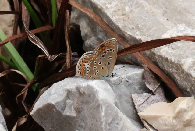 Polyommatus icarus - közönséges boglárka