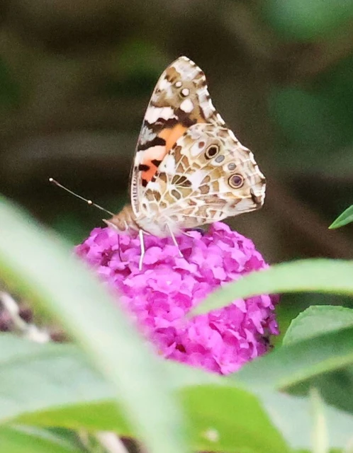 Vanessa cardui - bogáncslepke