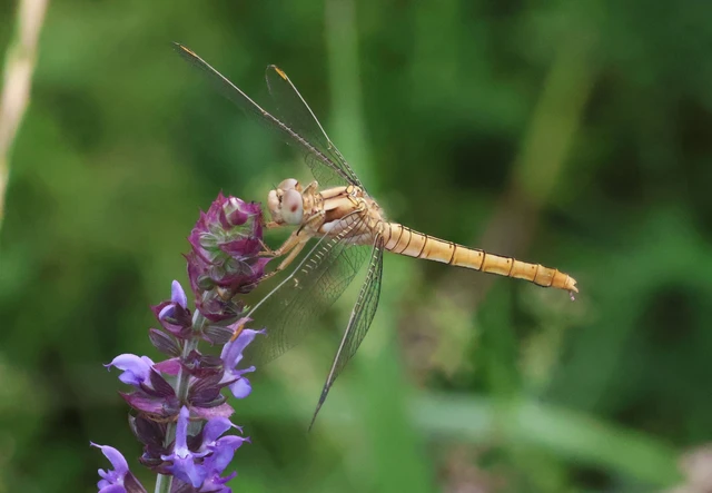 Orthetrum brunneum - pataki pásztorszitakötő Orthetrum brunneum - pataki pásztorszitakötő