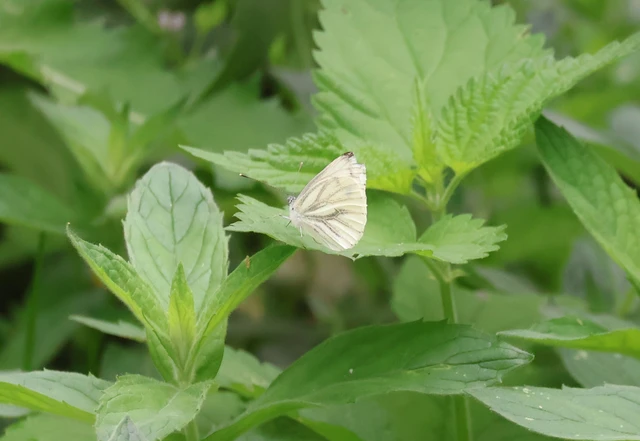 Pieris napi - repcelepke