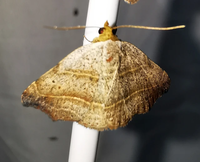 Laspeyria flexula - zuzmóbagoly