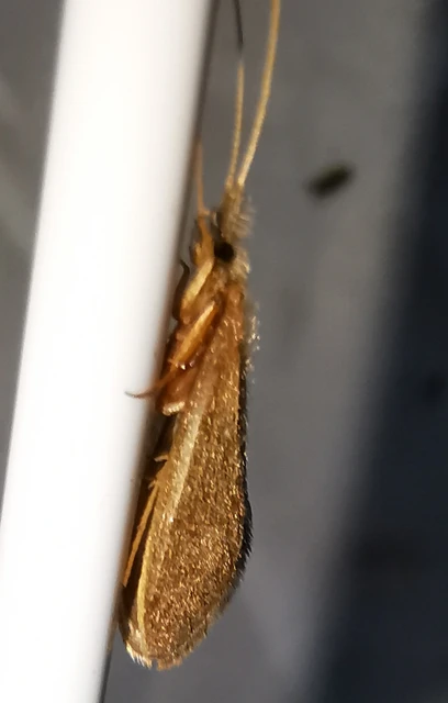 Trichoptera - Tegzesek