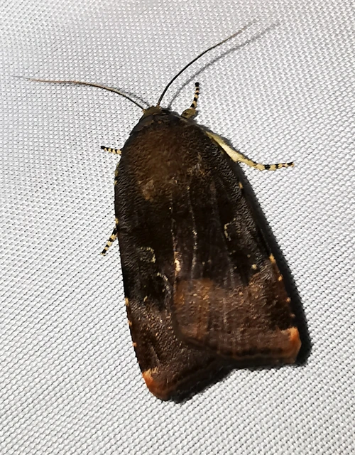 Noctua janthe/janthina