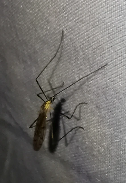 Diptera - Kétszárnyúak