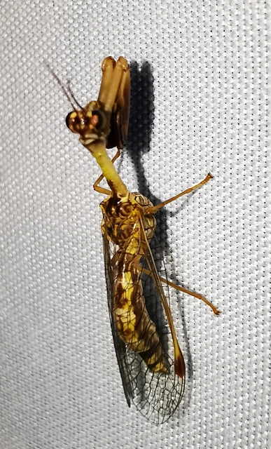 Mantispa styriaca - kétszínű fogólábú-fátyolka