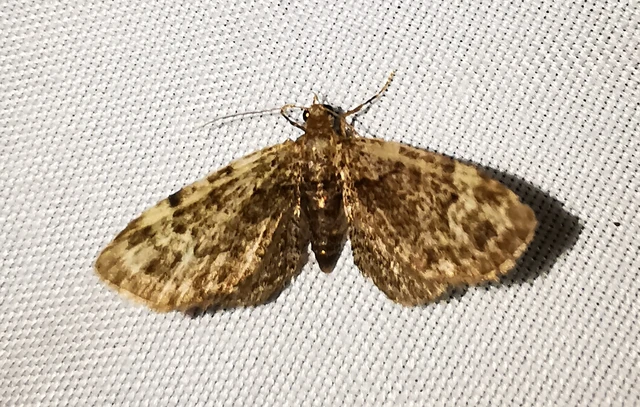 Pasiphila rectangulata - almavirág-araszoló