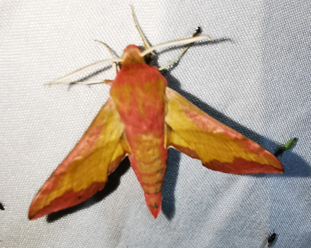 Deilephila porcellus - piros szender