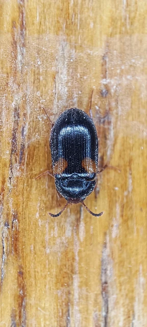 Mycetophagus quadripustulatus - négyfoltos gombabogár