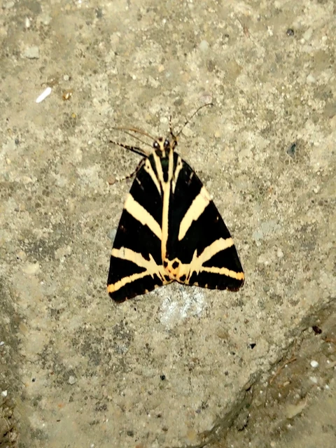 Euplagia quadripunctaria - csíkos medvelepke