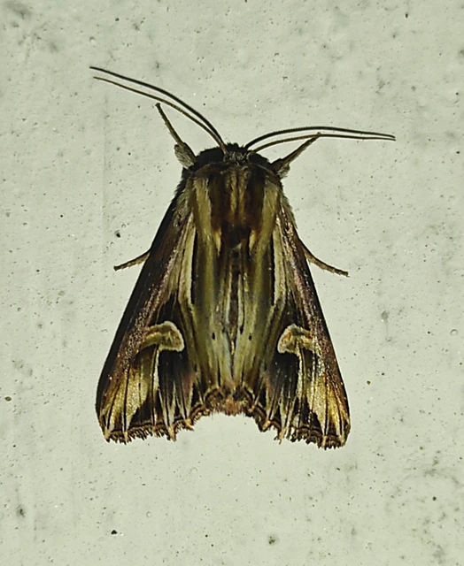 Actinotia polyodon - nagy sugarasbagoly