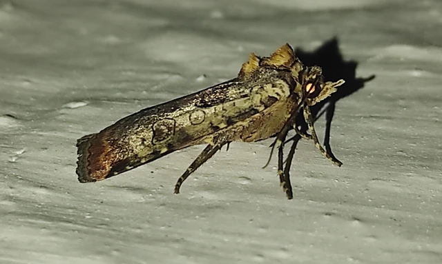 Epilecta linogrisea - karcsú sárgafűbagoly