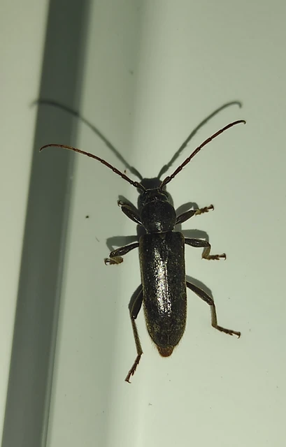 Trichoferus campestris - szállóvendég éjicincér