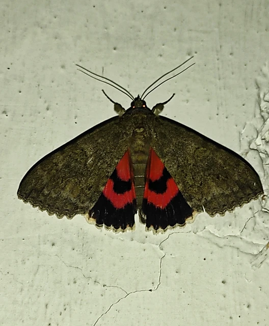Catocala nupta - piros övesbagoly