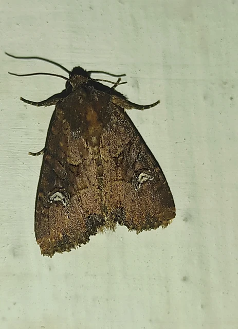Mesapamea secalella/secalis
