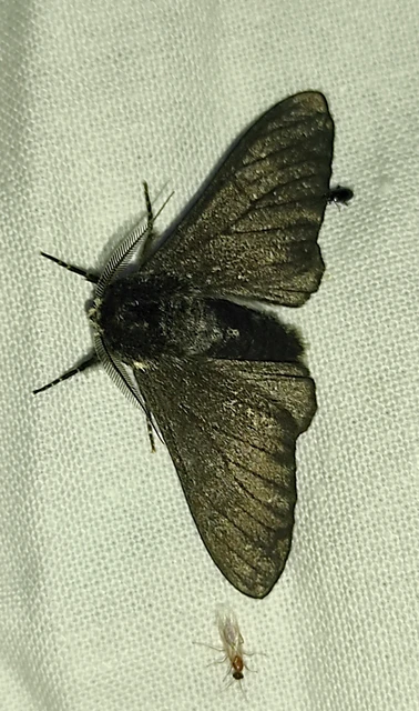 Biston betularia - szürkepettyes araszoló