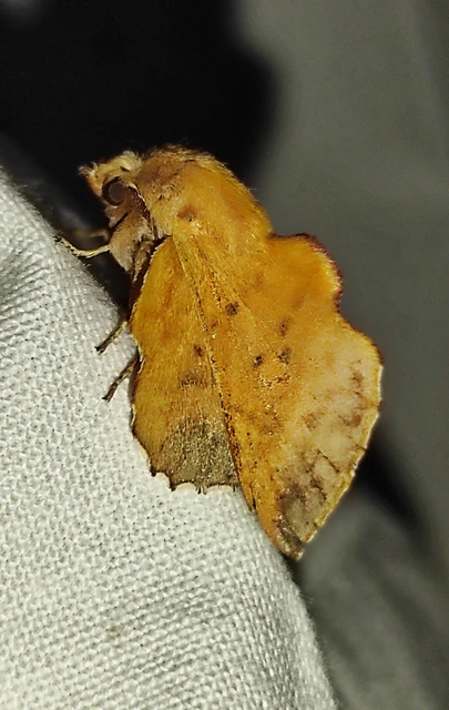 Phyllodesma tremulifolia - nyárlevélpohók