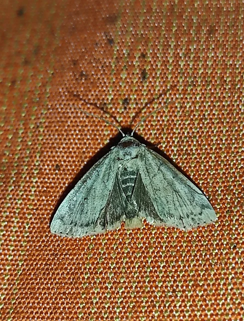 Cosmia trapezina - közönséges lombbagoly