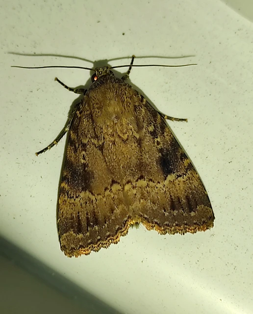 Amphipyra berbera/pyramidea