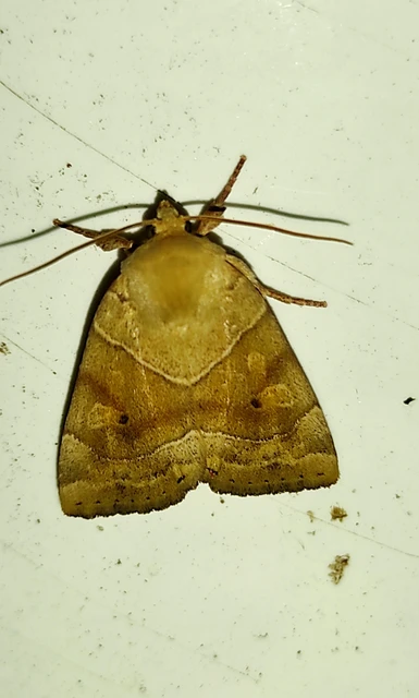Cosmia trapezina - közönséges lombbagoly