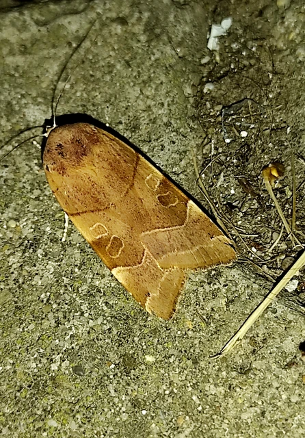 Noctua fimbriata - szélessávú sárgafűbagoly