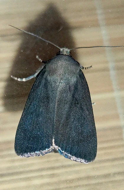 Amphipyra livida - zsírfényű bagoly