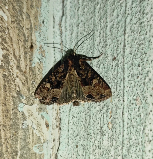 Mesapamea secalella/secalis