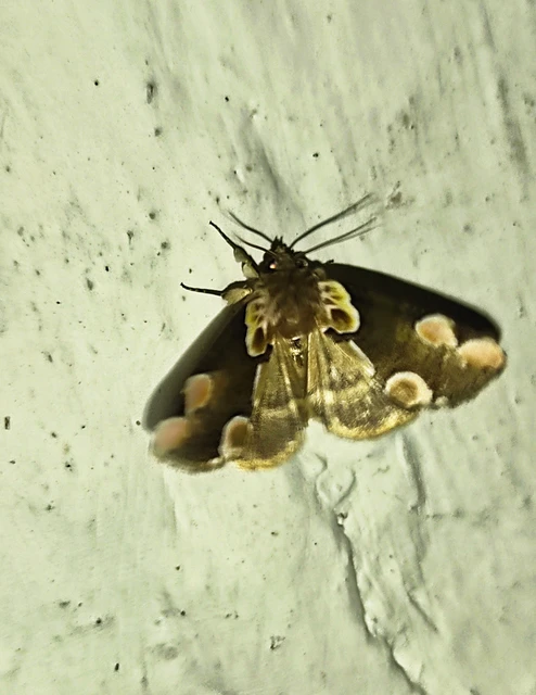 Thyatira batis - rózsafoltos pihésszövő