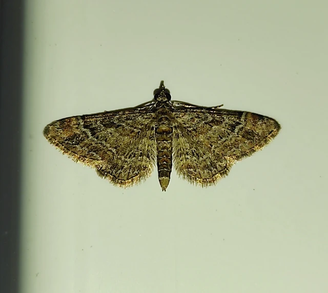 Gymnoscelis rufifasciata - vöröscsíkos törpearaszoló