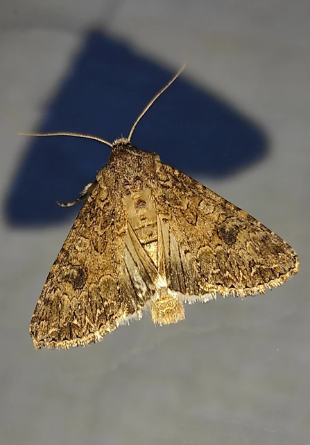 Hadula trifolii - lóherebagoly