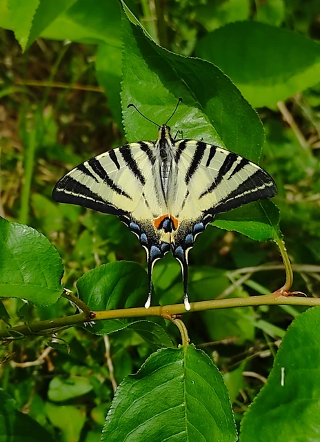 Iphiclides podalirius - kardoslepke