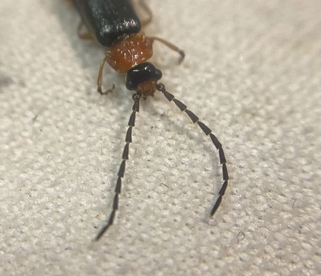 Crudosilis ruficollis - parti lágybogár