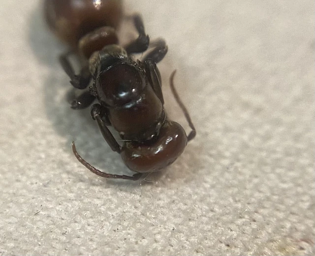 Polyergus rufescens - amazonhangya