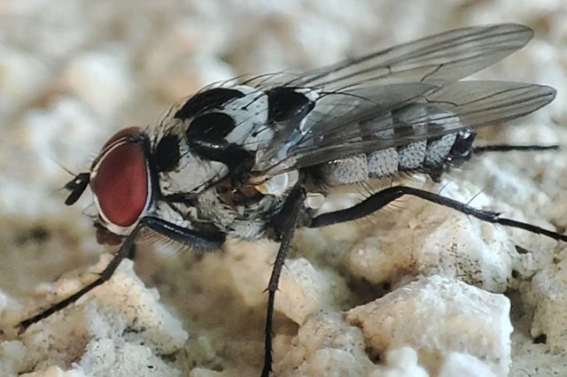 Diptera - Kétszárnyúak