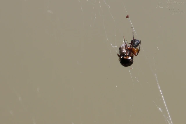 Araneae - Pókok
