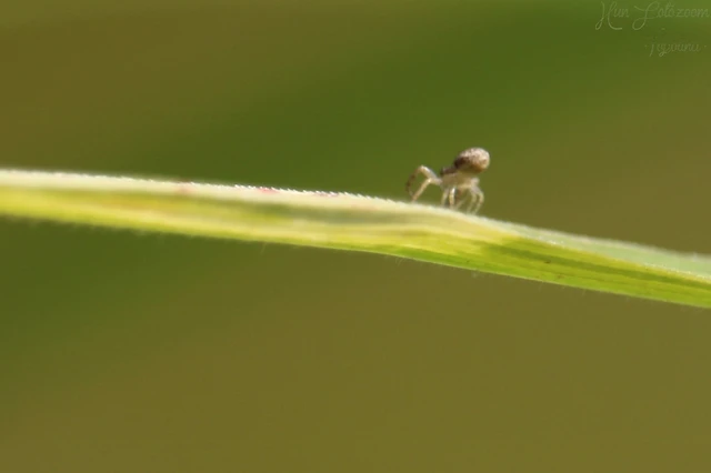 Araneae - Pókok