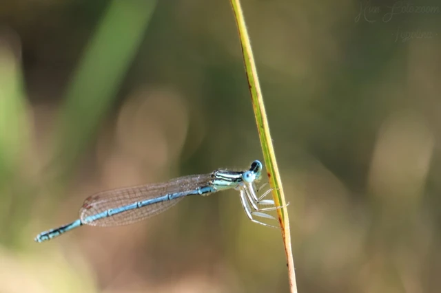 Platycnemis pennipes - széleslábú szitakötő