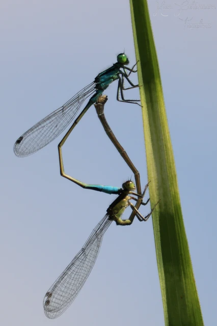 Ischnura elegans pontica - kéköves légivadász Ischnura elegans pontica - kéköves légivadász
