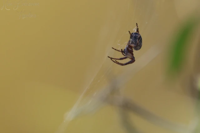 Araneae - Pókok