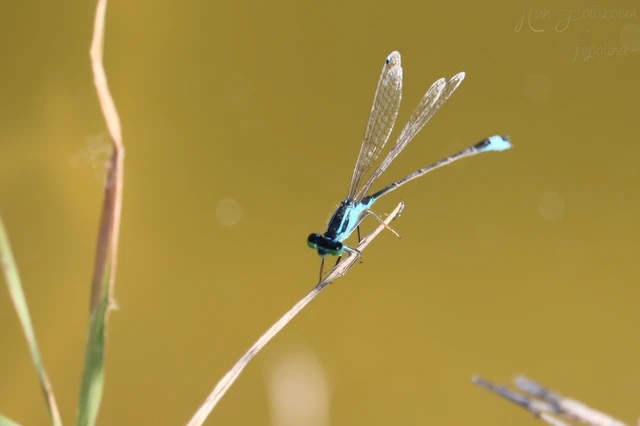 Ischnura elegans pontica - kéköves légivadász Ischnura elegans pontica - kéköves légivadász