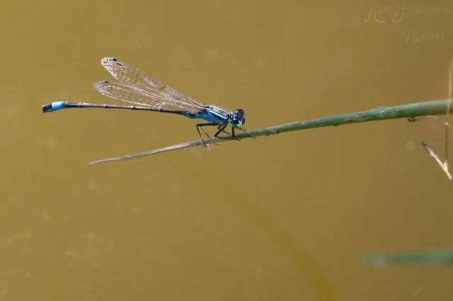 Ischnura elegans pontica - kéköves légivadász